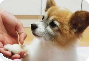 ドッグトレーニング カウンセリング