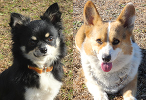 ドッグトレーニング 出張レッスン